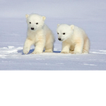 Help the earth and animals