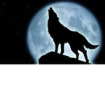 NightWolfGang