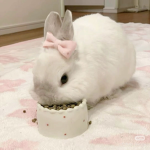 /matcha bunnies