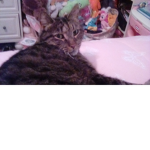 *Meow* I <3 cats!