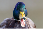 duckie bros
