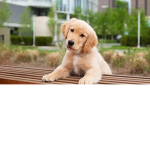 dog are the best /