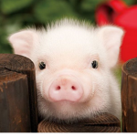 Female_piggyforever