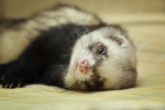 THE FERRETS GROUP!