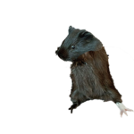 Guinea Pig (Fedya)'s Official Group