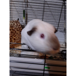 Gunia pig fan group
