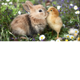 Flower happiness