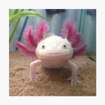 Animals and creatures