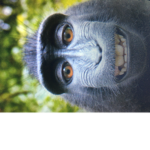 Monkey bonkey
