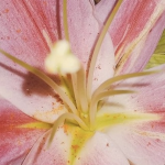 .stargazer