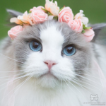 kitty clothes wardrobe