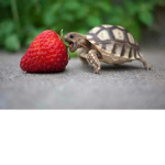 Lil Turtles :P