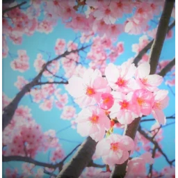 Sakura Island icon