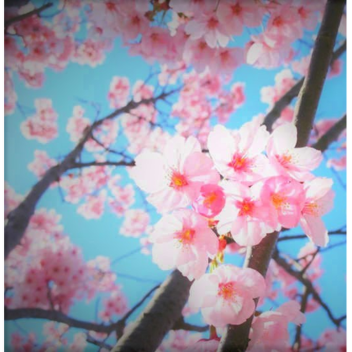 Sakura Island