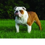 The Bulldog Group :)