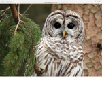All Owls United