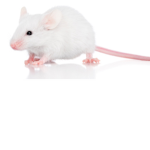 A group for ordinary mouses :)