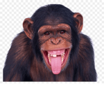 monke. club