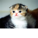 Save The Kittens