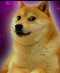 Funny Dogs Studio