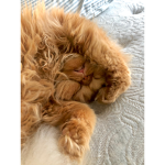 If you like my cat you are the best