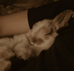 Bunny's group<3