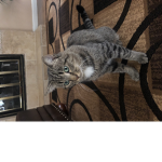 €Cats€