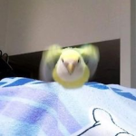 -Birdies-