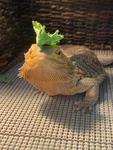 Bereded Dragon