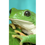 Frog_group101