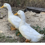 Daisy and Dexter the ducks