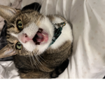 You should love cats