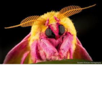 .:[Moth Group]:.