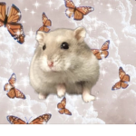 fuzzywuzzybears