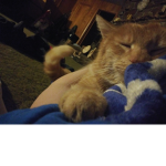 The midnight cat group