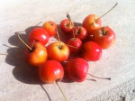 Apple Cherry Team
