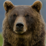 Grizz Development