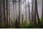 Silent Whisper