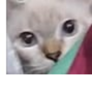 yogurt has no ears 