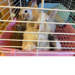 Little Bunny House