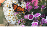 #The butterfly house