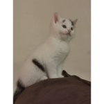 Kittenforever