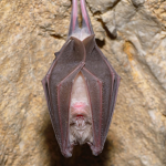 MEGA BATS