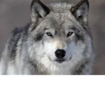 The Wolves Of Honour
