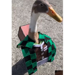 Duck slayers