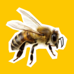 the beez squad!