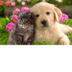 Dieren VIP groep