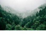 Forest Peeps Studios