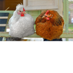 Advanced Chicken squad