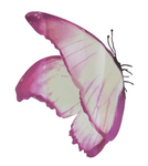 Butterflyssssss Group
